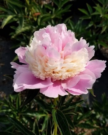 Peony Sorbet 1 gal