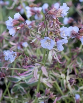 Polemonium Stairway to Heaven 1 gal