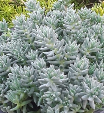 Sedum Terquoise Tails 4"