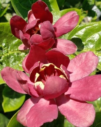 Calycanthus Aphrodite 2 gal
