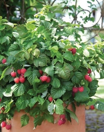 Raspberry Shortcake 2 gal