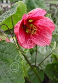 Abutilon Strybing Red 1 gal