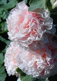 Alcea C.D. Apricot 4&quot;
