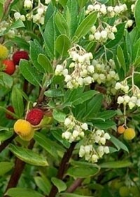 Arbutus Compacta 2 gal