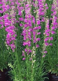 Penstemon Prairie Dusk 1 gal