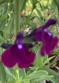 Salvia Amethyst Lips 1 gal