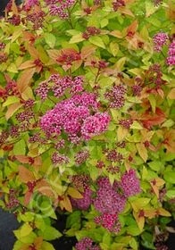 Spiraea Magic Carpet 1 gal