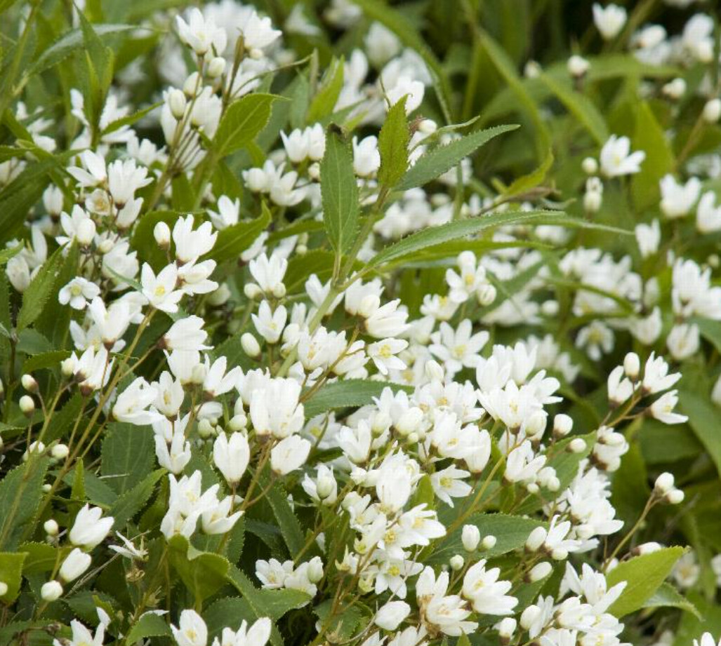 Deutzia Nikko 1 gal