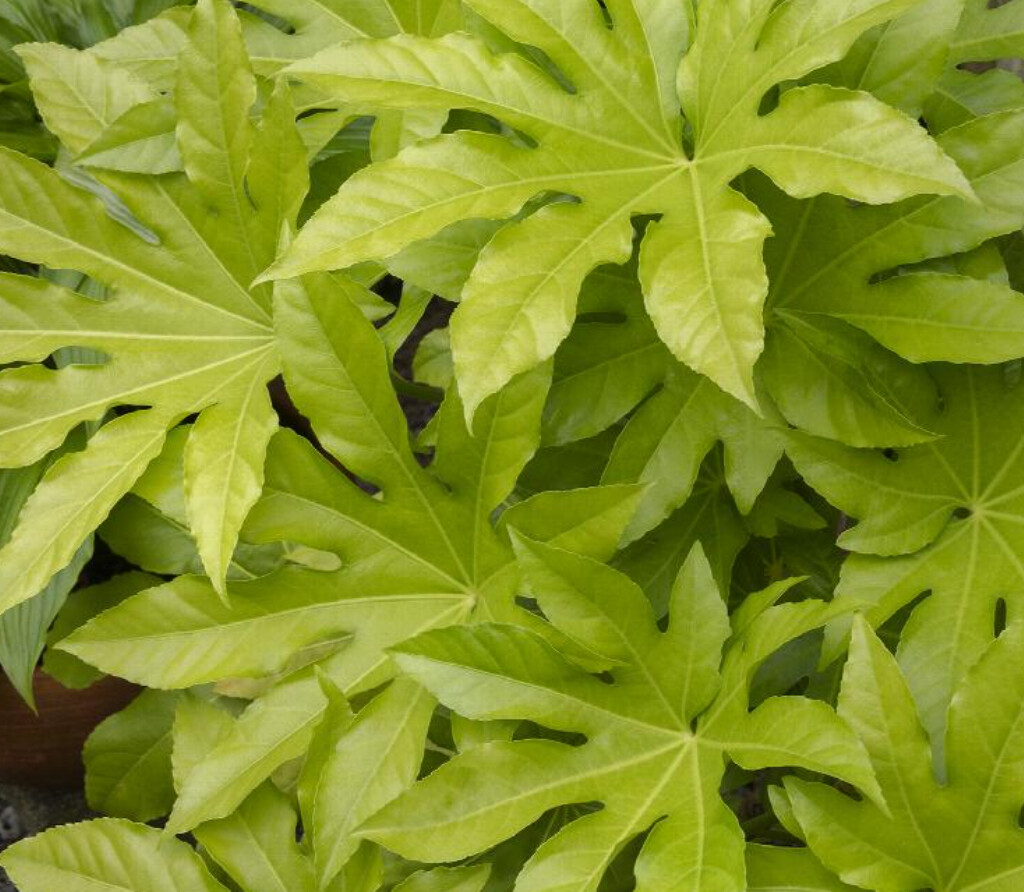 fatsia Japonica 2 gal