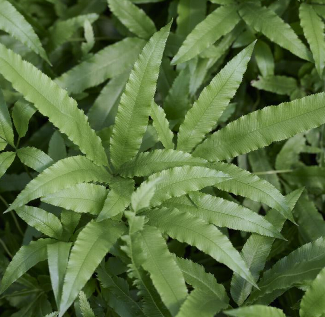 Fern Velociraptor 1 gal
