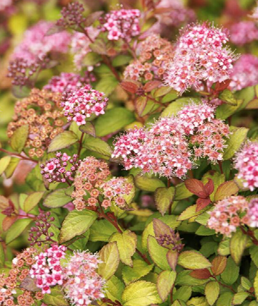 Spiraea Butterscotch Baby 1 gal