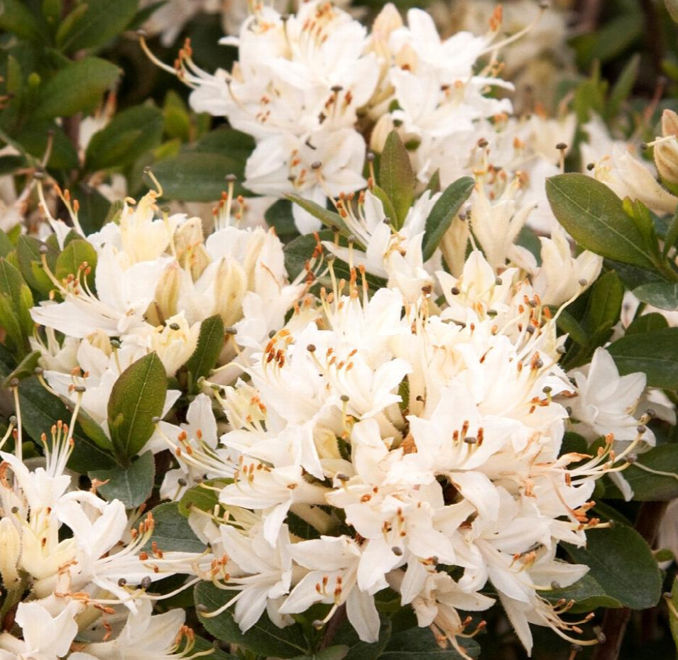 Azalea Fragrant star 2 gal