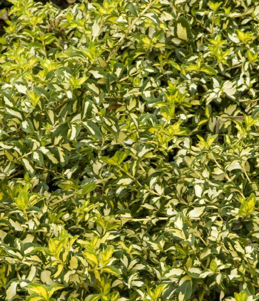 Euonymus Moonshadow 1 gal