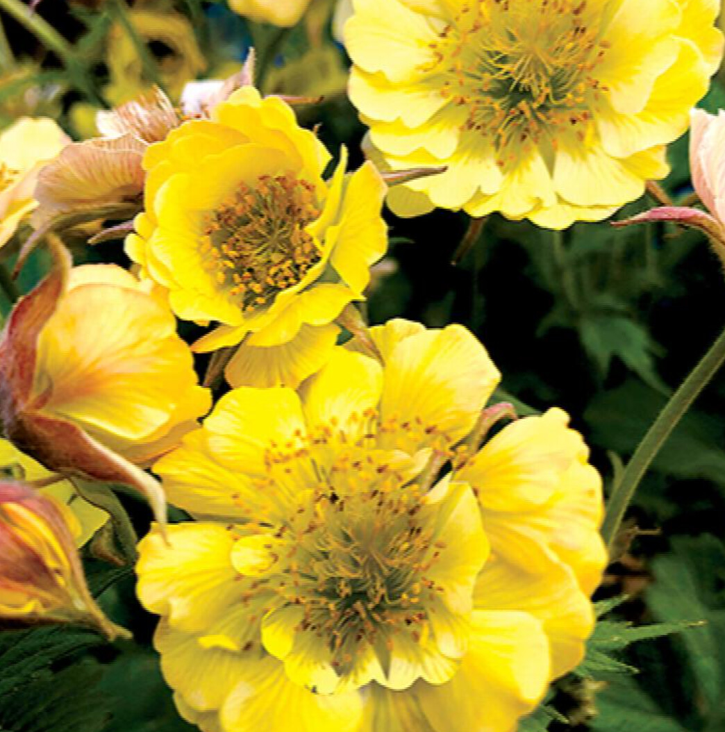 Geum Tempo Yellow 1 gal