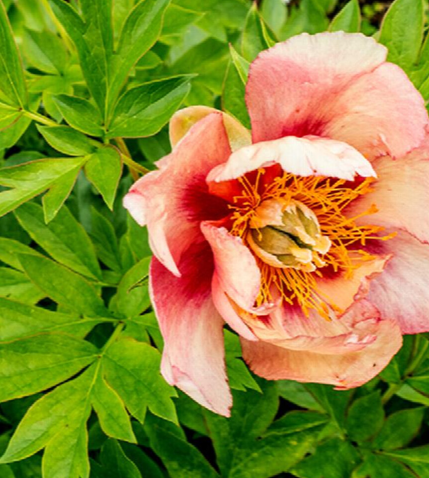 Peony Itoh Old Rose Dandy 5 gal