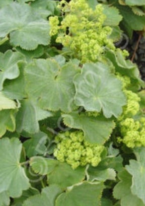 Alchemilla thriller 4"