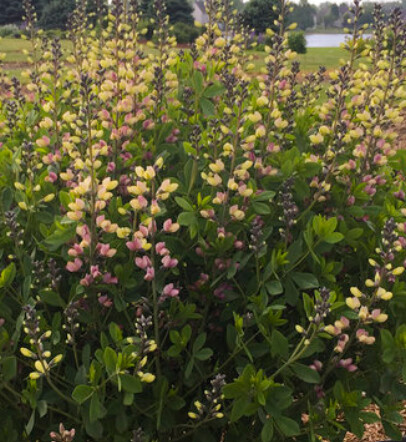 Baptisia Deluxe Pink Lemonade 1 gal