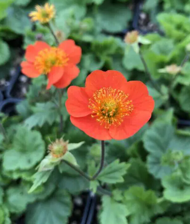 Geum Koi 4&quot;