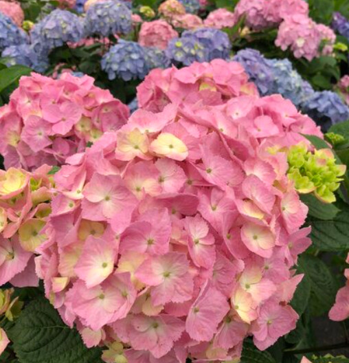 Hydrangea Lets dance SKY VIEW 2 gal