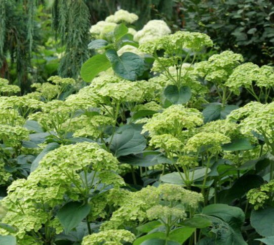 Hydrangea Invincibelle Sublime 2 gal