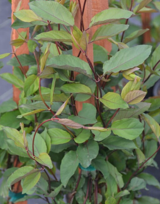 Lonicera Texas Scarlet 2 gal