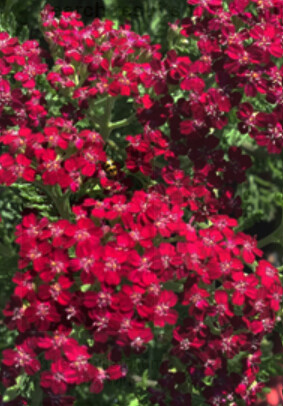 Yarrow Summer Wine 4&quot;