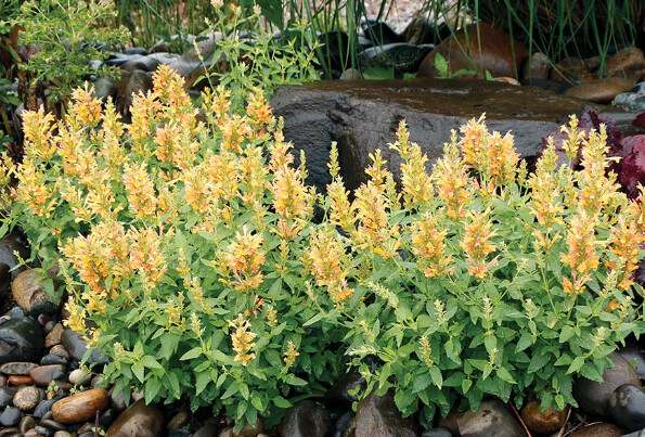 Agastache Poquito yellow 1 gal