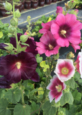 Alcea mixed 4&quot;