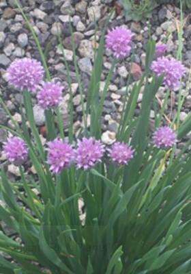 Allium Pink Planet Qt