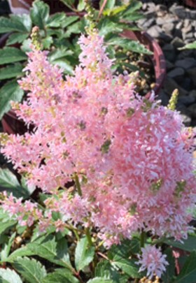Astilbe Younique Salmon 1 gal