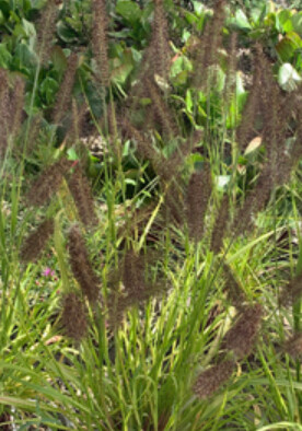 Pennisetum Pure Energy 1 gal