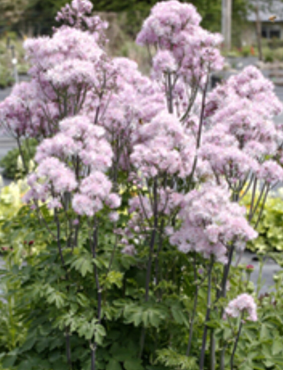 Thalictum Nimbus Pink 1 gal