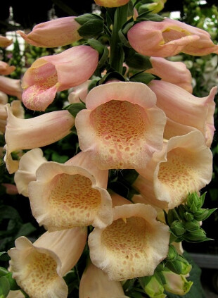 Digitalis Dalmation Peach 1 gal