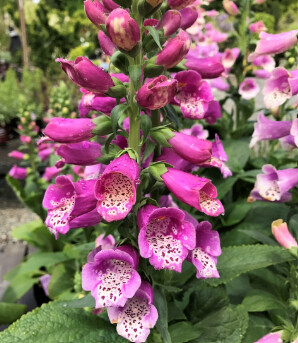 Digitalis Dalmation Purple 1 gal