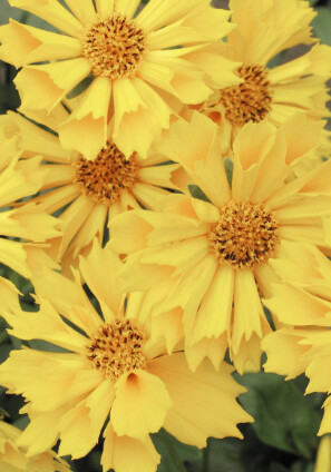Coreopsis Jethro Tull Qt