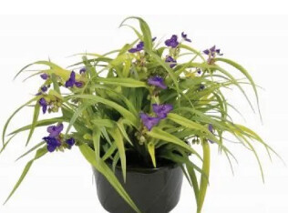 Tradescantia Gold 1 gal
