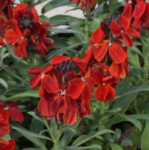 Erysimum Sugar Red Rush 4&quot;