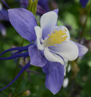 Columbine early blue &amp; white Qt