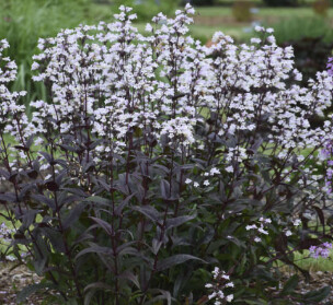Penstemon Onyx &amp; Pearls Qt