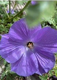 Hibiscus Blue 2 gal