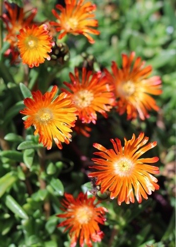Ice Plant Orange Vibe 4&quot;