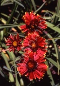 Gaillardia G. Burgandy 4&quot;