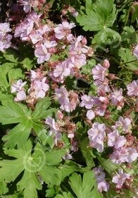 Geranium Ingwerson 1 gal