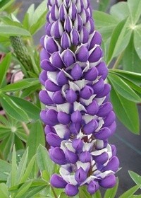 Lupine Governor 4&quot;