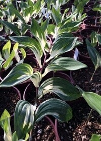 Solomon&#39;s Seal Byakko 1 gal