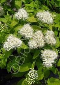 Spiraea White Gold 1 gal