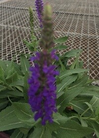 Salvia Little Night Qt