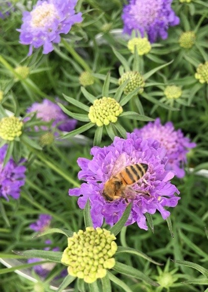 Scabiosa Blue Note 4&quot;