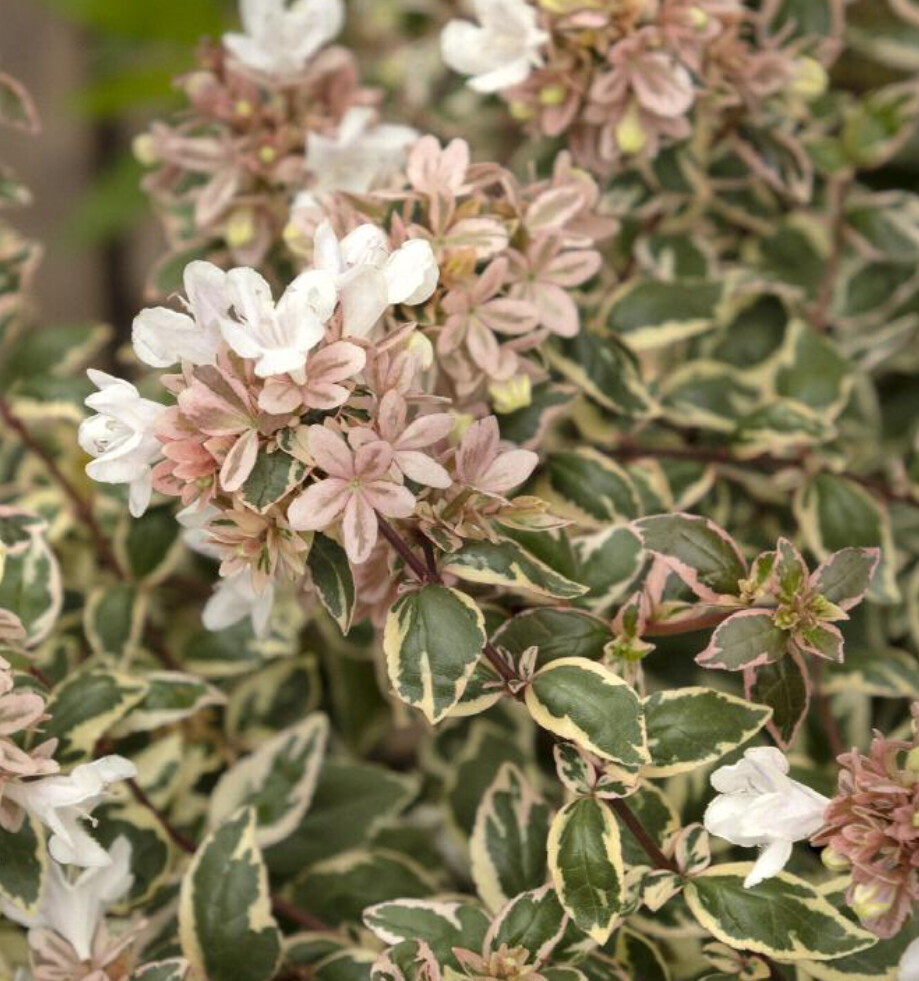 Abelia Magic Daydream 2 gal