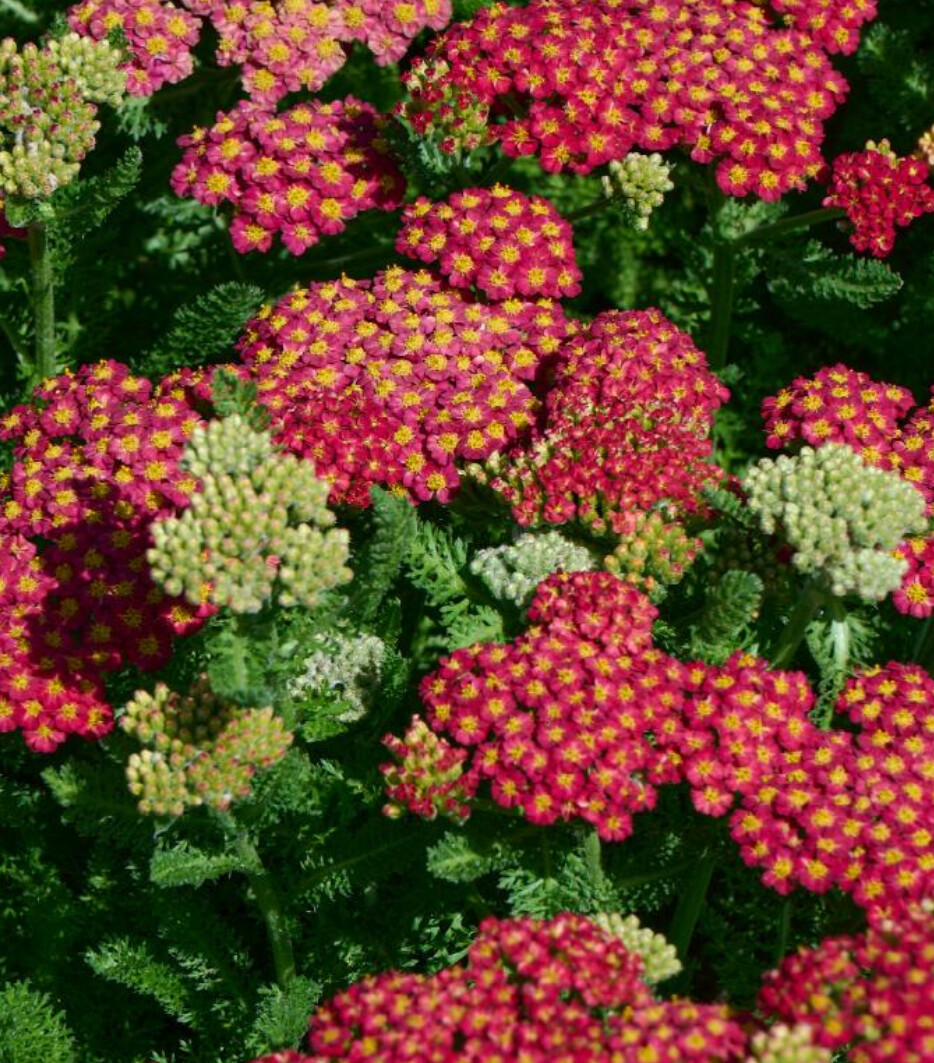 Yarrow Desert Red 1 gal